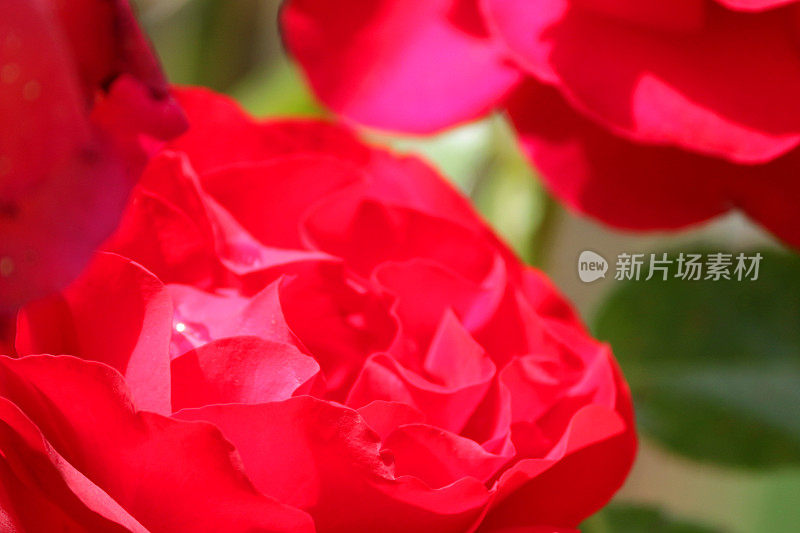 红色玫瑰花/花蕾生长在夏季花园，一束玫瑰，红色花瓣，模糊的绿色园艺壁纸背景，浪漫的红玫瑰为情人节浪漫花束，孤立的玫瑰灌木灌木生长在户外